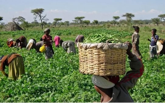 NADF Moves To Tackle Ginger Disease, Strengthen Agricultural Research Institutes